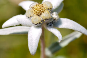 5 curiosidades sobre a flor de edelweiss