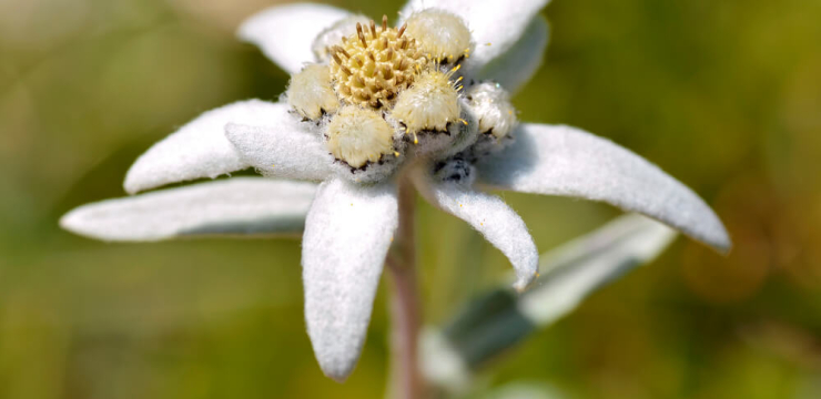 5 curiosidades sobre a flor de edelweiss