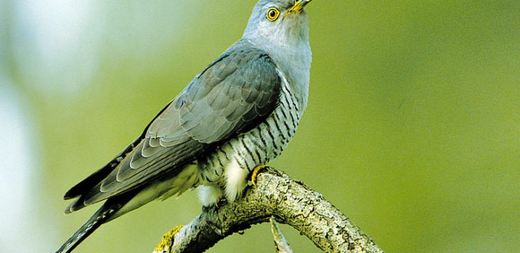 Você conhece o pássaro cuco? 7 curiosidades sobre essa ave tradicional!