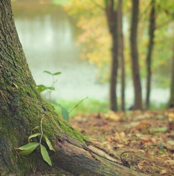 A Floresta Negra na Alemanha
